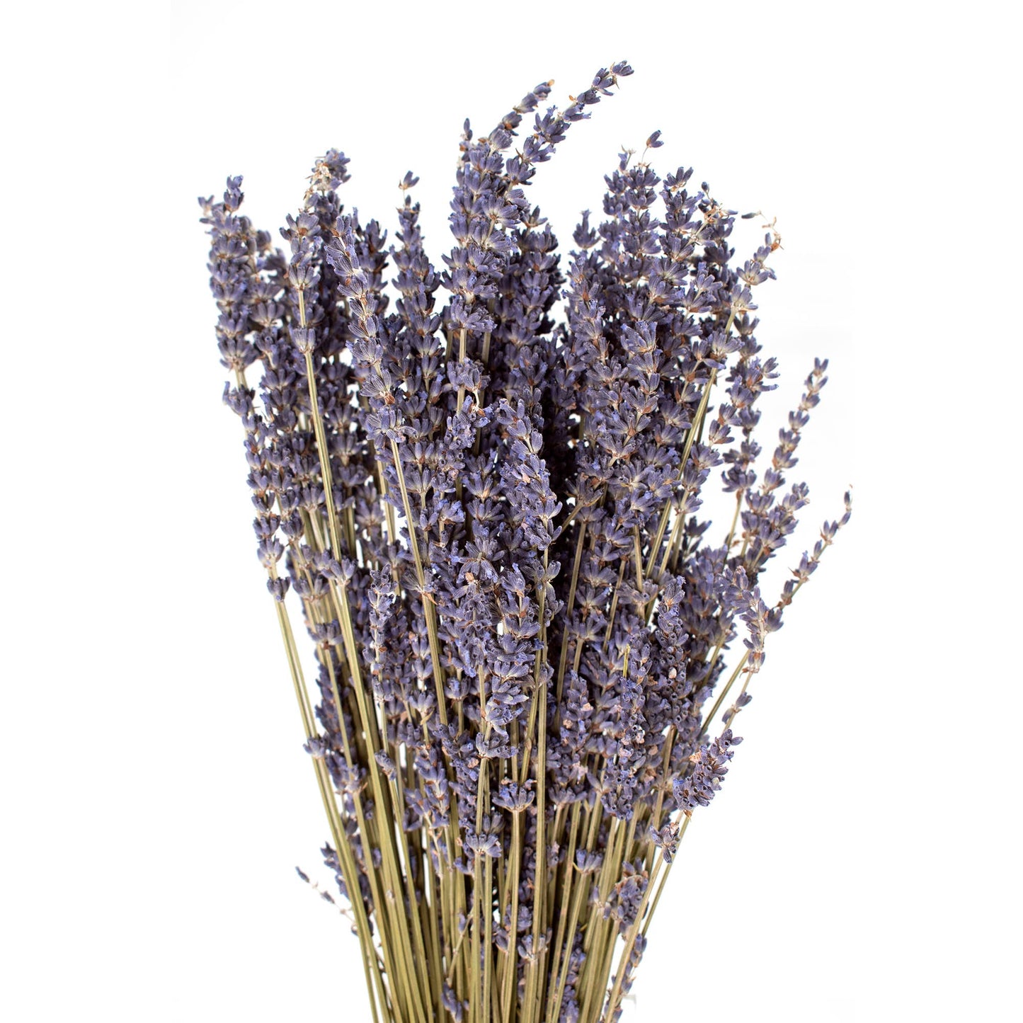 Flower - French Lavender Bundle